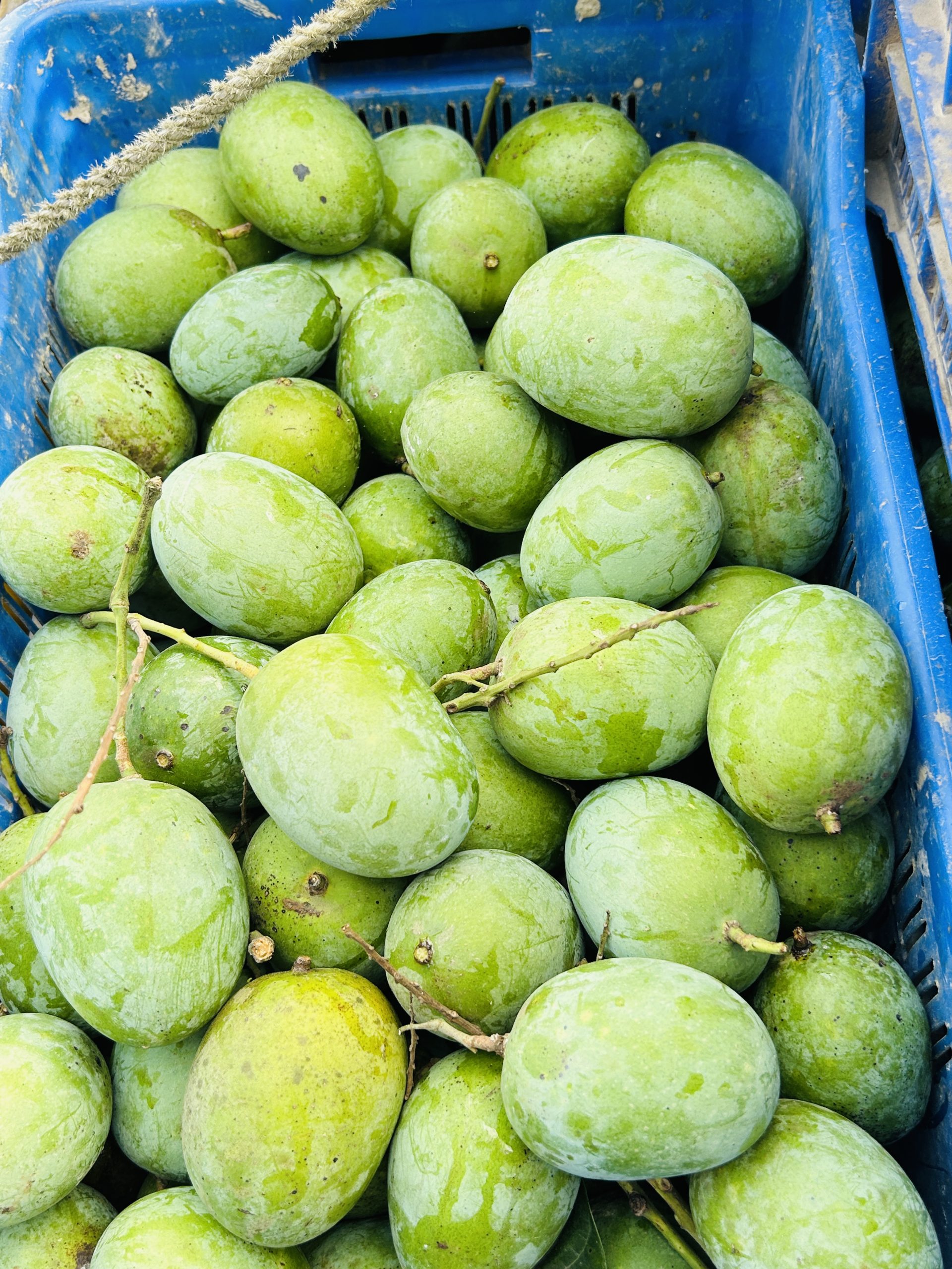 Mango 3