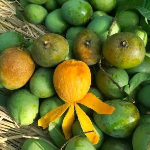হিমসাগর 12kg