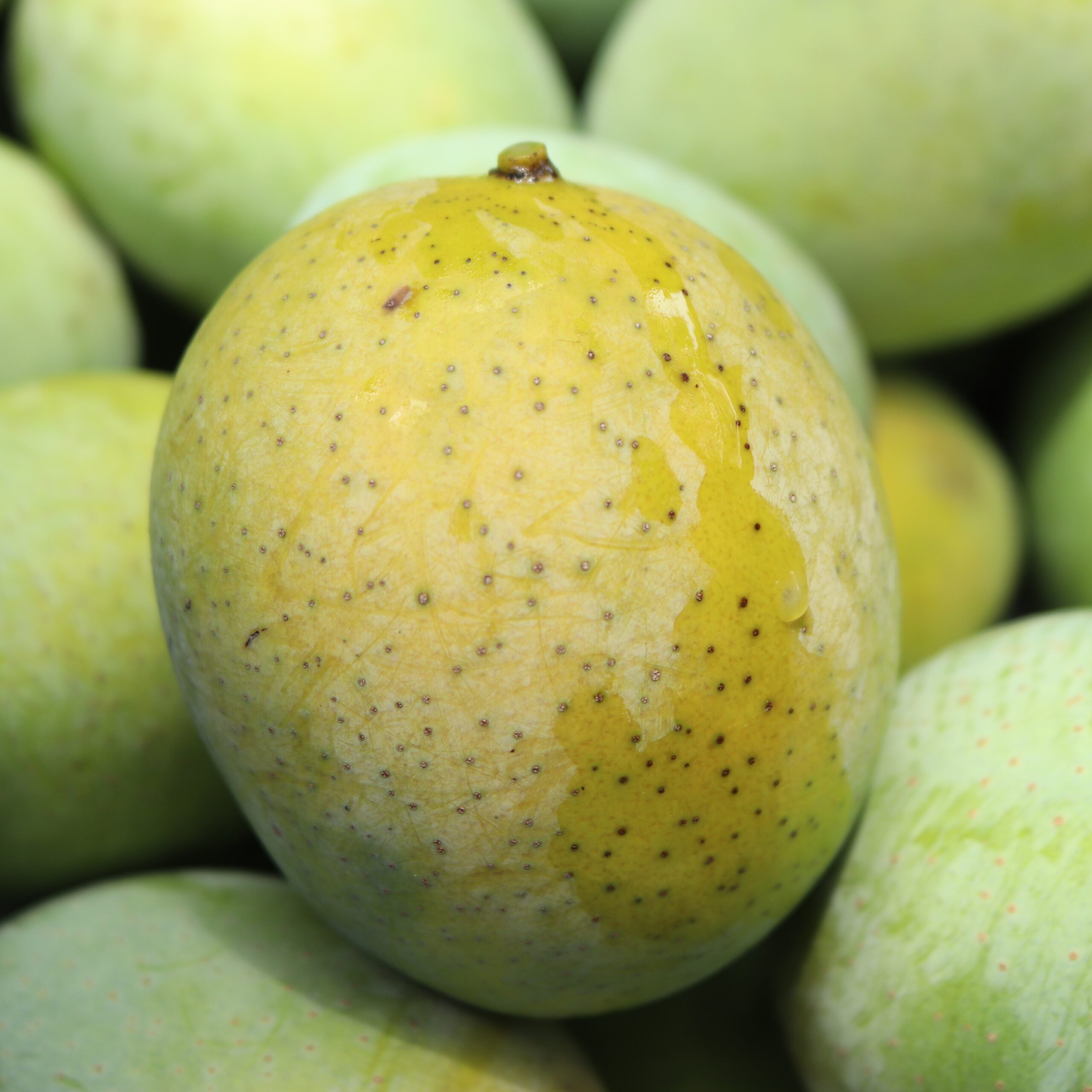 ন্যাংড়া