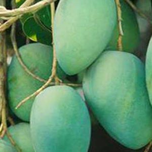 আশ্বিনা 24kg