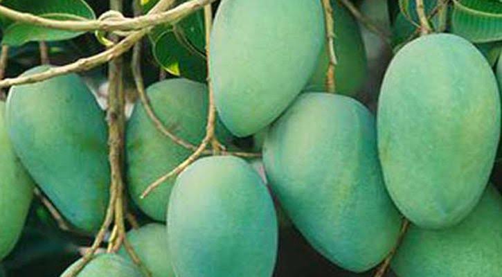 আশ্বিনা