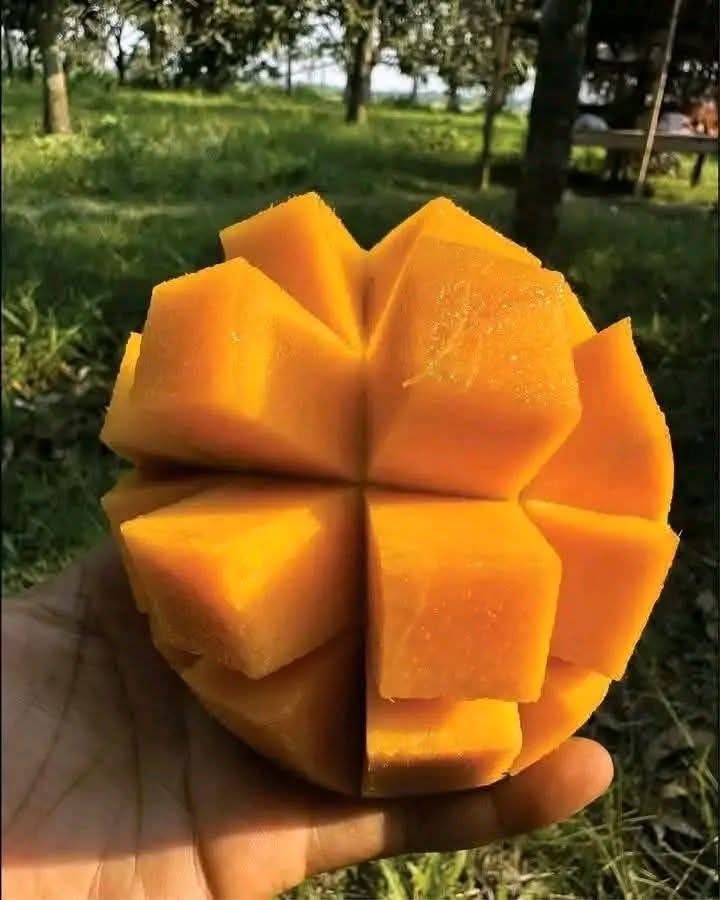 Mango 2