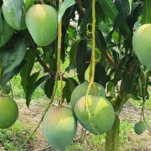 (বারি 4) 24kg