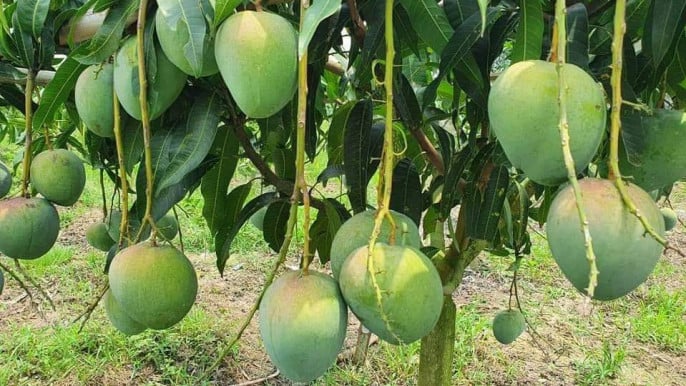 বারি ৪